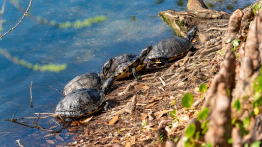McLean Park in North Myrtle Beach offers a quiet place to walk, relax, and spend time with family just a few blocks from the ocean.
With shaded paths, a playground, picnic shelters, and a peaceful pond, it’s a simple and free way to slow down and enjoy the day along the Grand Strand.